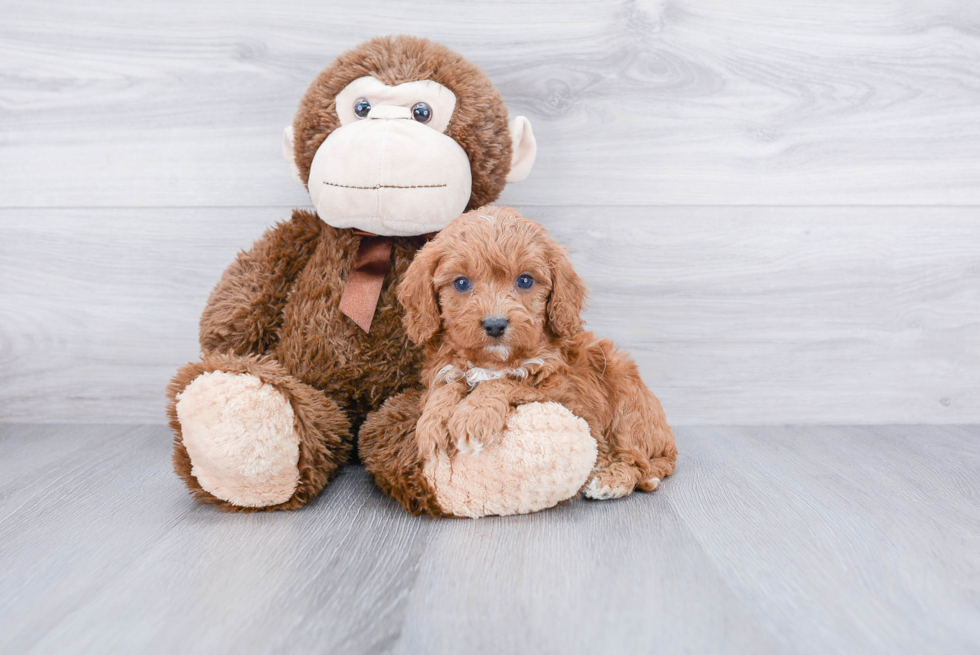 Best Cavapoo Baby