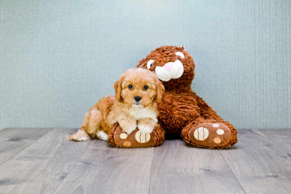 Cavapoo Pup Being Cute