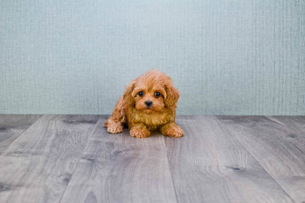 Cavapoo Puppy for Adoption