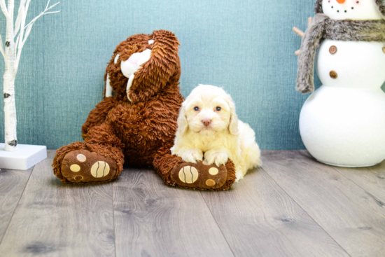 Best Cavapoo Baby