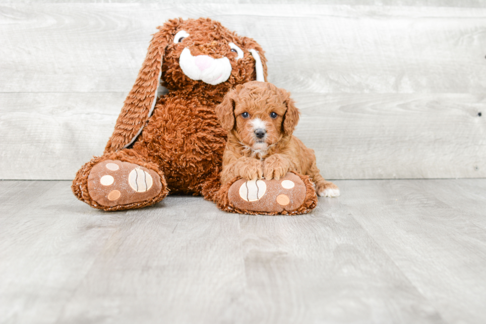 Little Cavoodle Poodle Mix Puppy