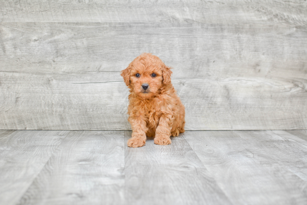 Energetic Golden Retriever Poodle Mix Puppy