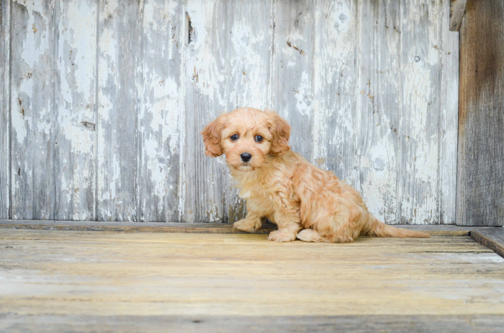 Playful Cavoodle Poodle Mix Puppy