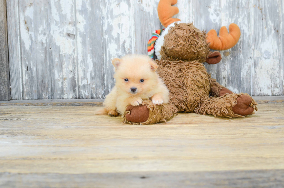 Pomeranian Puppy for Adoption