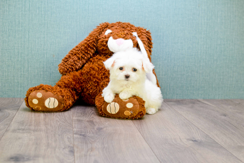 Happy Maltese Purebred Puppy