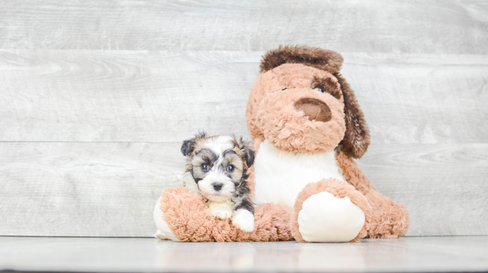 Havanese Puppy for Adoption