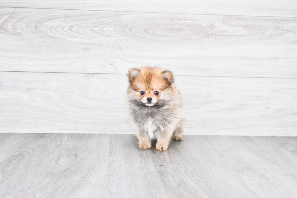 Best Pomeranian Baby