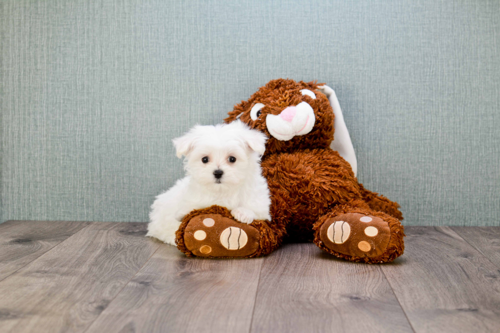 Cute Maltese Purebred Puppy