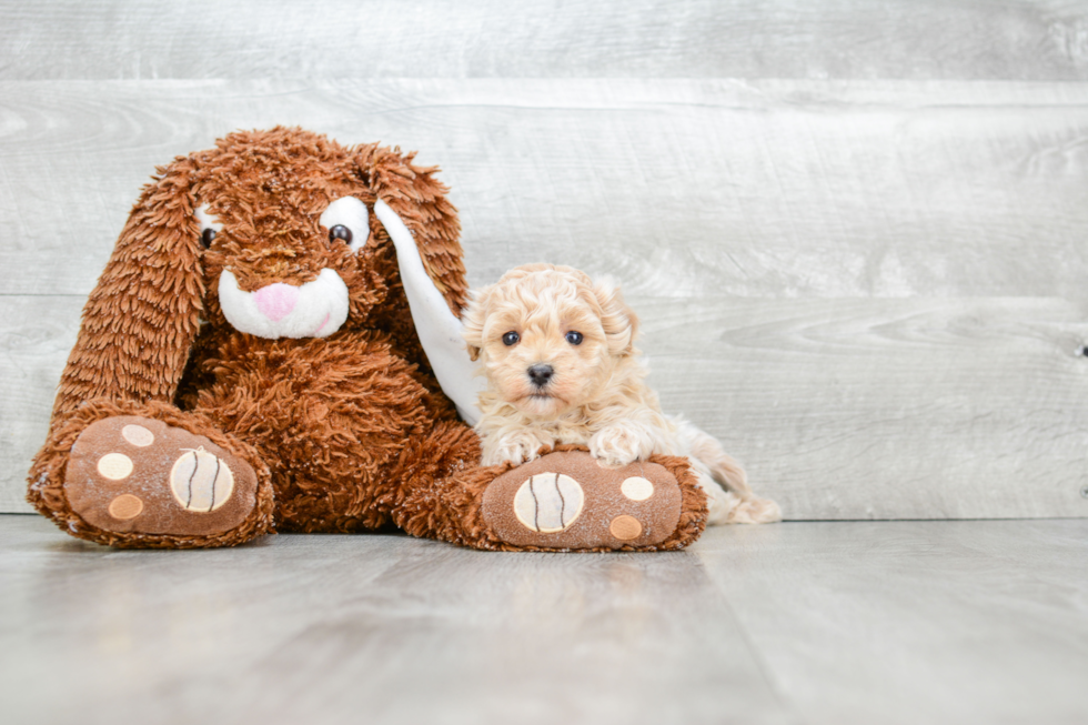 Little Maltese Poodle Poodle Mix Puppy