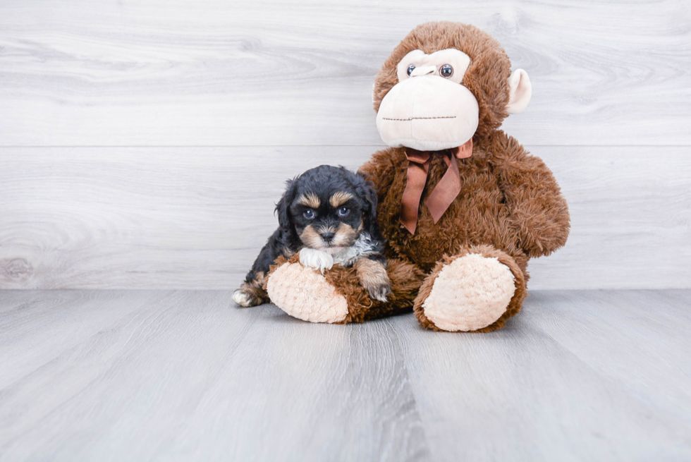 Teddy Bear Pup Being Cute