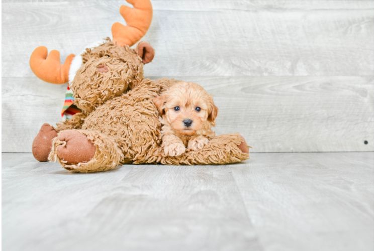 Happy Cavapoo Baby