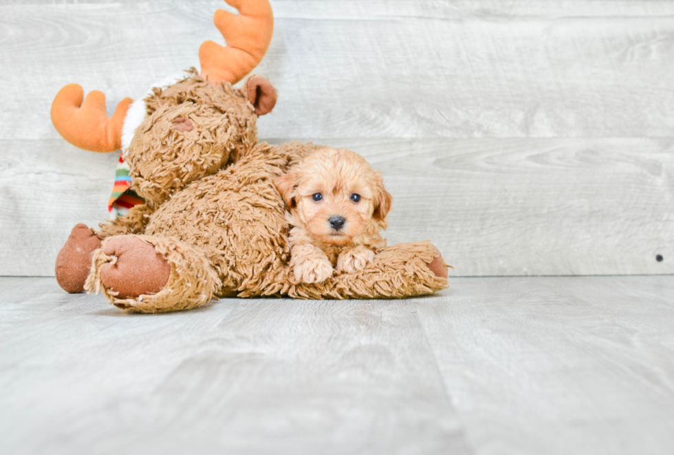 Happy Cavapoo Baby