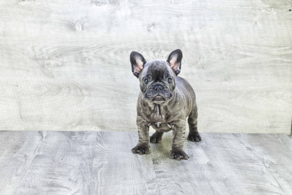 Best French Bulldog Baby