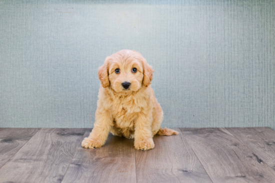 Mini Goldendoodle Pup Being Cute