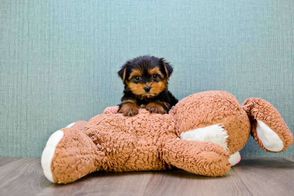 Meet Trigger - our Yorkshire Terrier Puppy Photo 