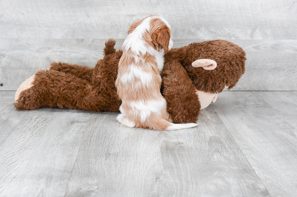 Energetic Cavalier King Charles Spaniel Purebred Puppy