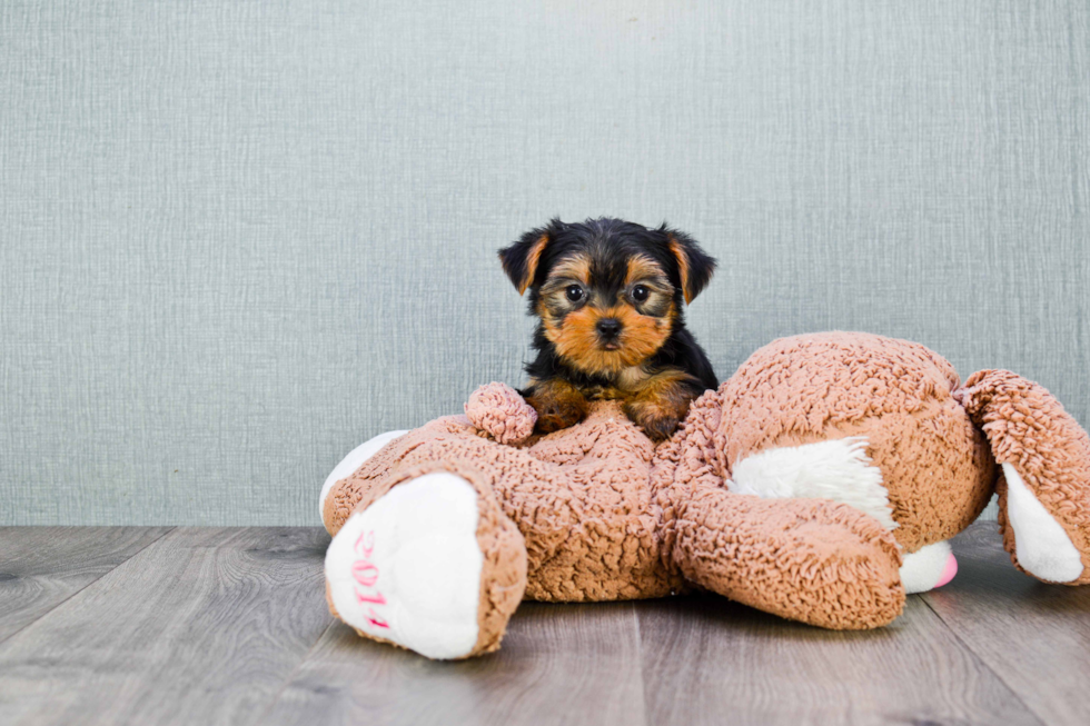 Meet Twinkle - our Yorkshire Terrier Puppy Photo 