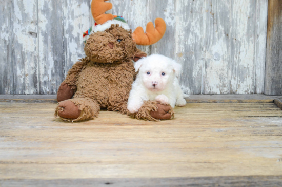 Maltipoo Puppy for Adoption