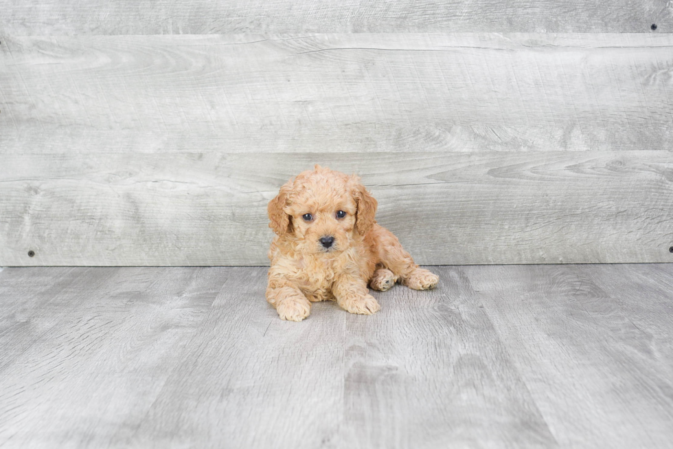 Popular Cavapoo Poodle Mix Pup