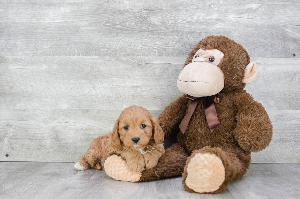 Best Cavapoo Baby