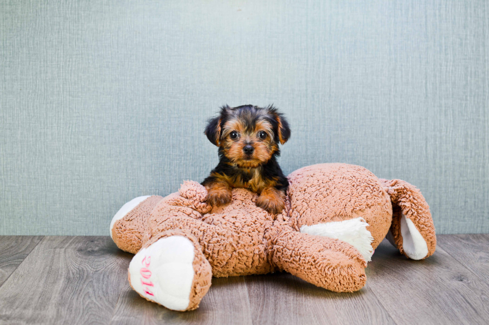 Meet Timmy - our Yorkshire Terrier Puppy Photo 