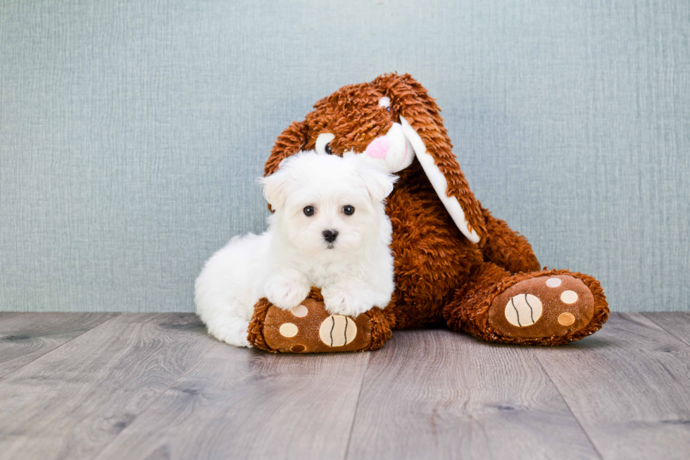 Maltese Puppy for Adoption