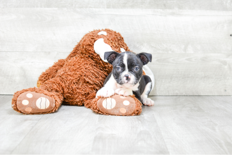 Hypoallergenic French Bulldog Purebred Pup