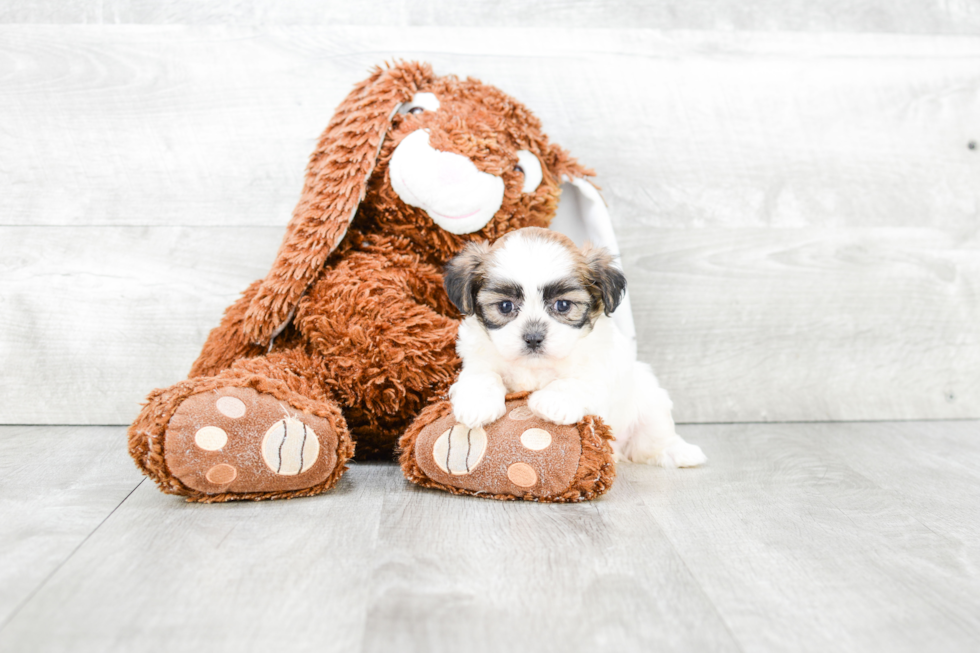 Teddy Bear Pup Being Cute