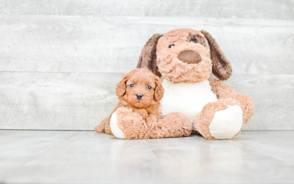 Cavapoo Pup Being Cute