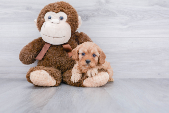 Cavapoo Puppy for Adoption