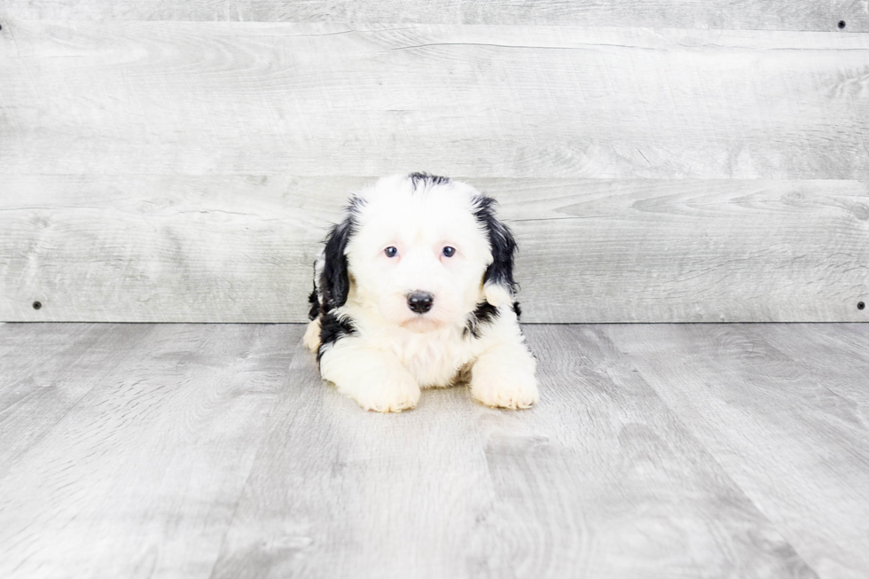 Little Sheep Dog Poodle Mix Puppy