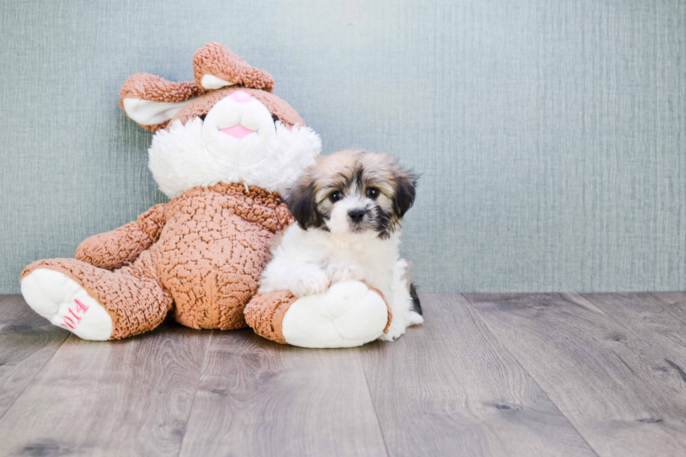 Adorable Shichon Designer Puppy