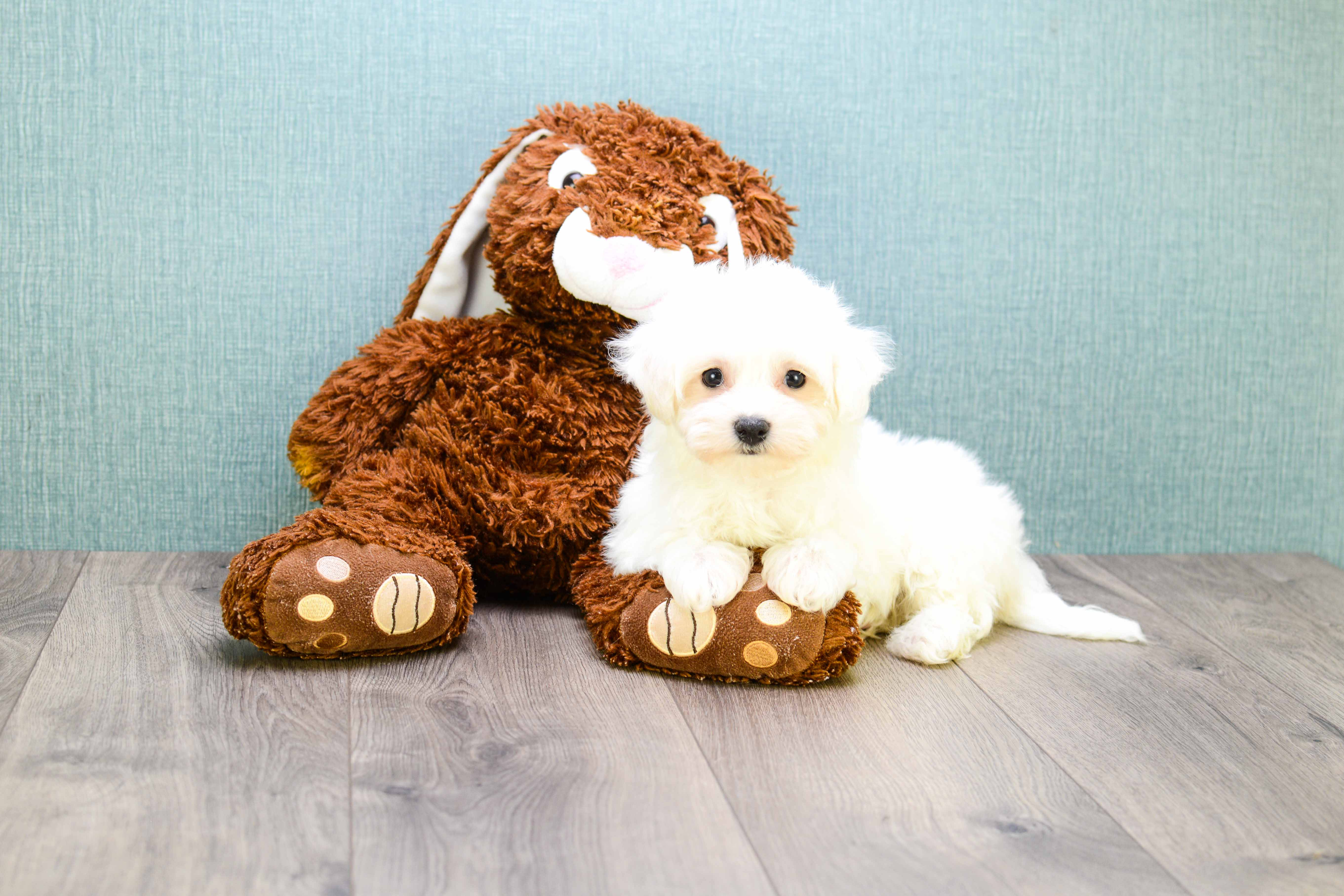Smart Maltipoo Poodle Mix Pup