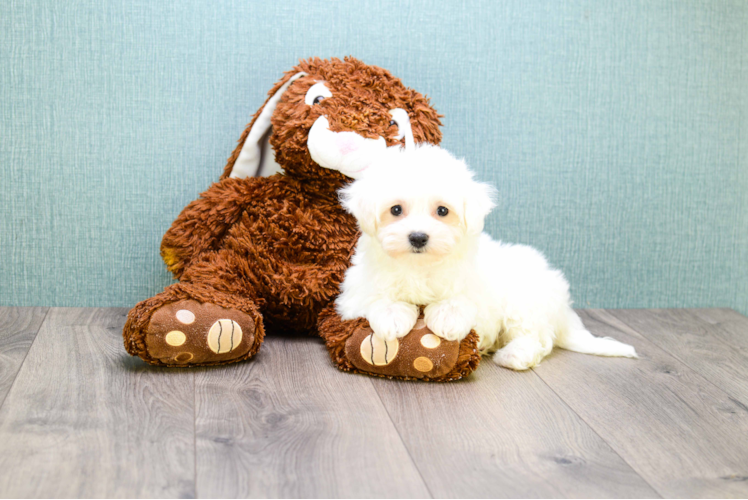Smart Maltipoo Poodle Mix Pup