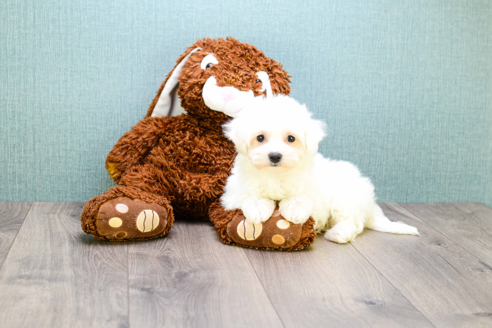 Smart Maltipoo Poodle Mix Pup