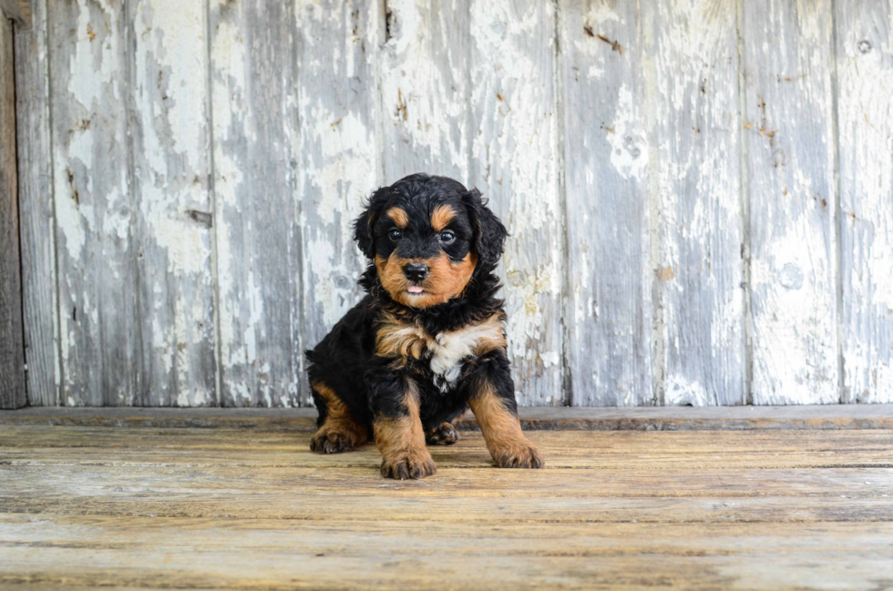 Smart Mini Bernedoodle Poodle Mix Pup