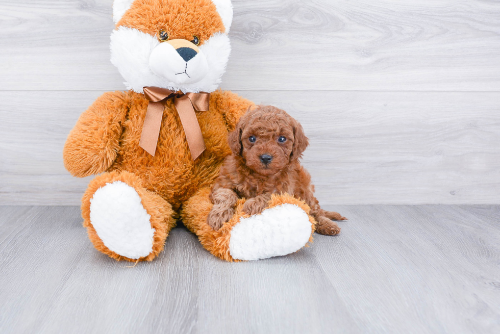 Mini Goldendoodle Pup Being Cute