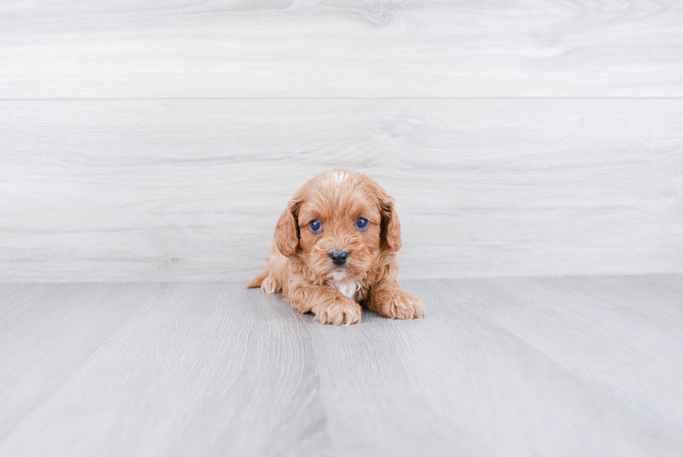 Best Cavapoo Baby