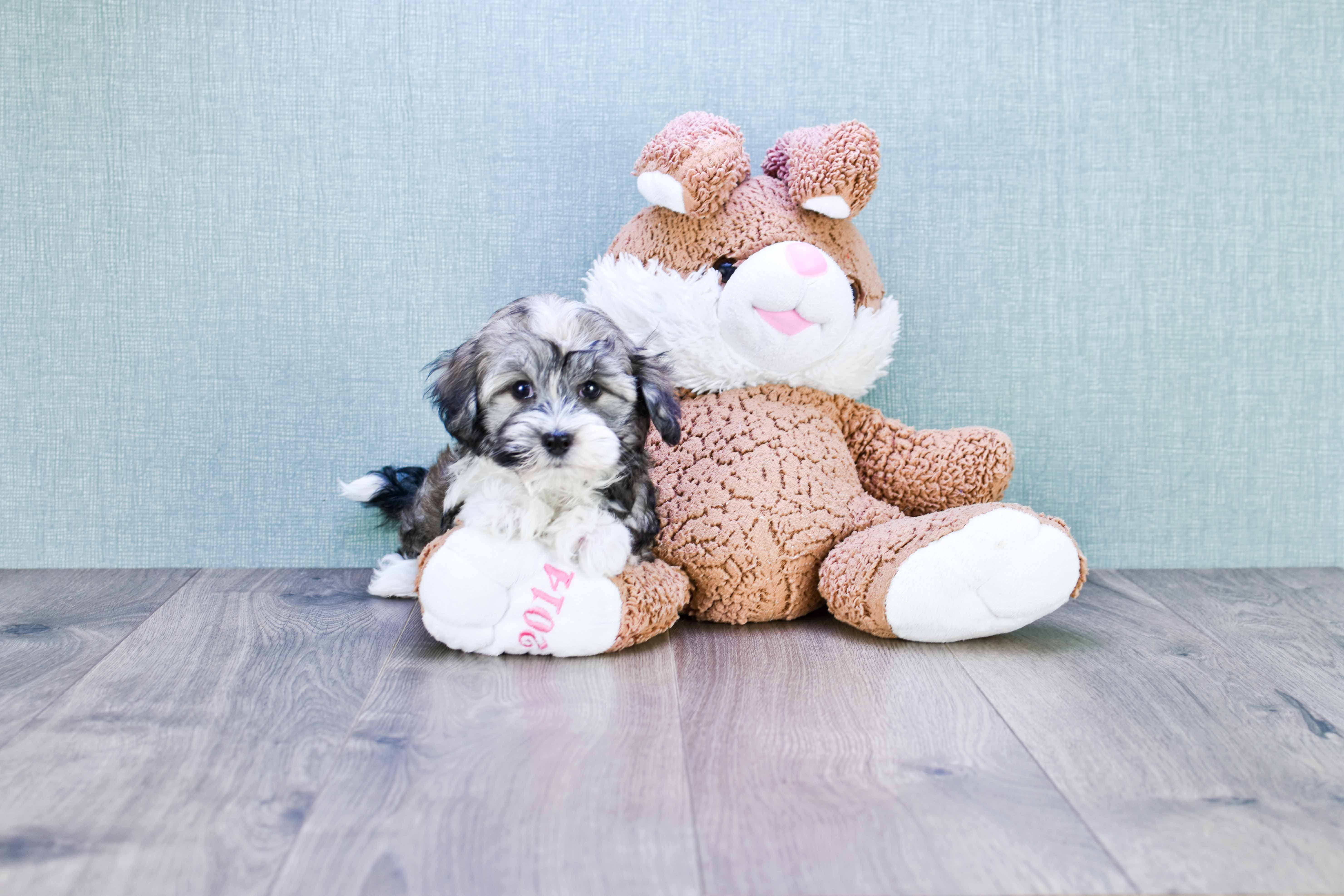 Popular Havanese Purebred Pup