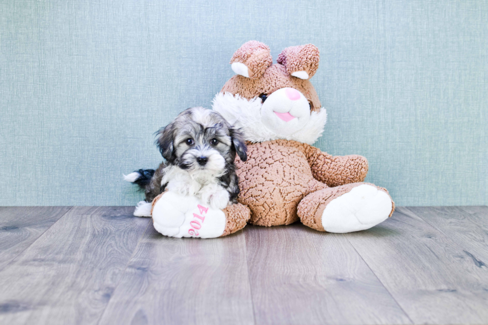 Popular Havanese Purebred Pup