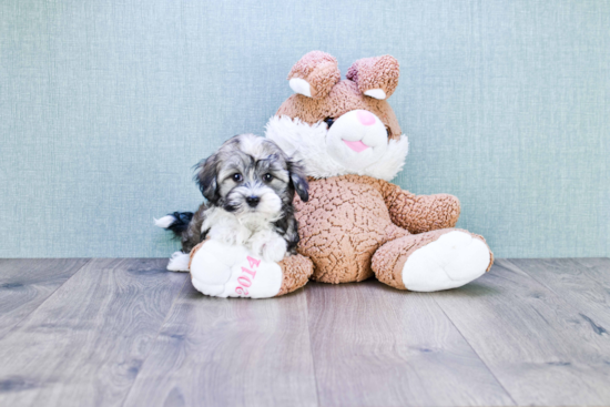 Popular Havanese Purebred Pup