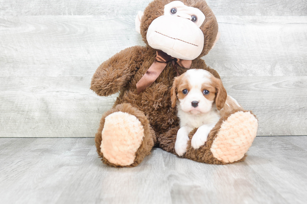 Little Cavalier King Charles Spaniel Purebred Pup