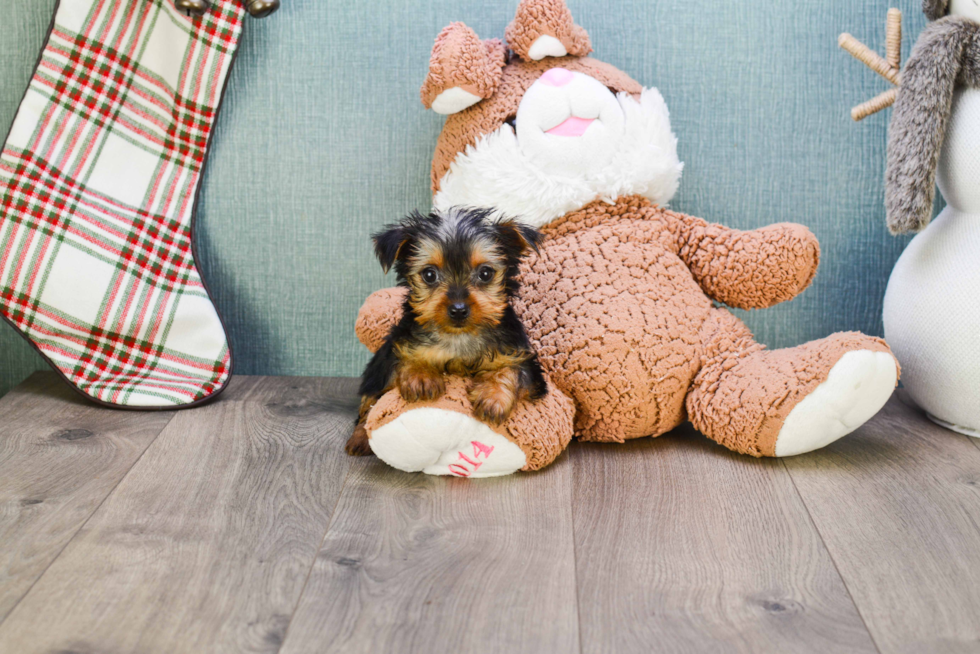 Meet Steph - our Yorkshire Terrier Puppy Photo 