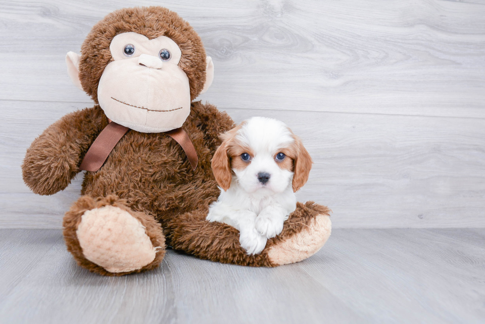 Small Cavalier King Charles Spaniel Baby