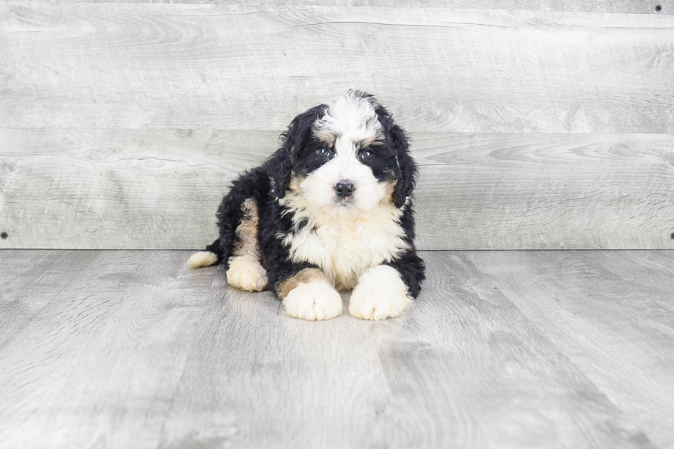 Fluffy Mini Bernedoodle Poodle Mix Pup