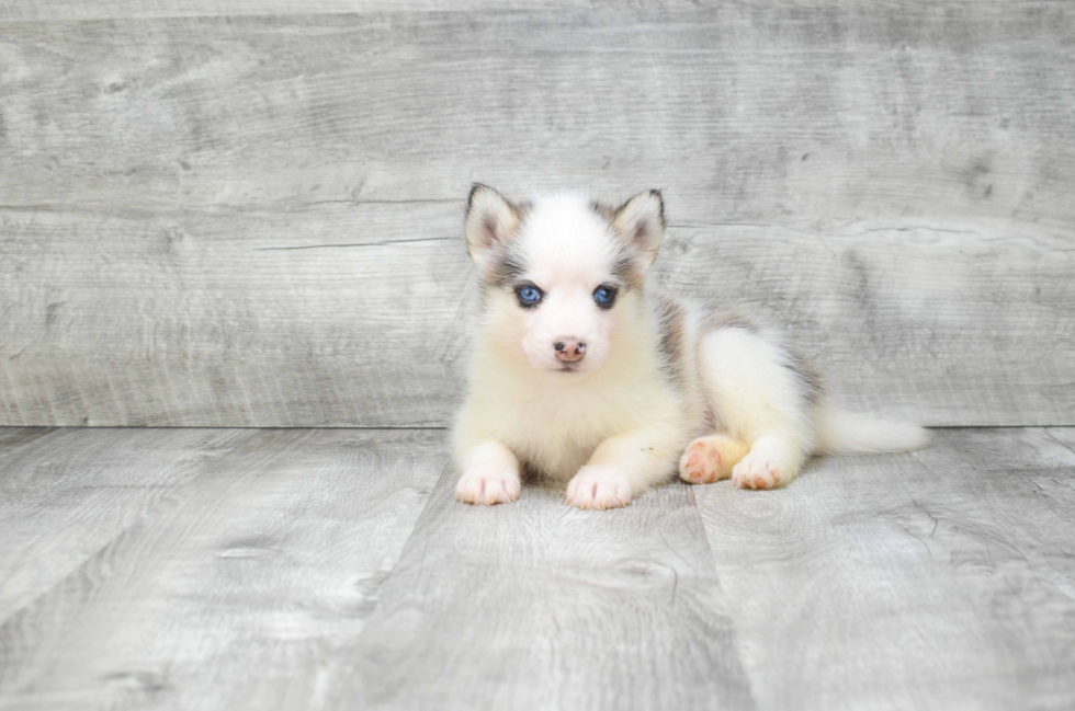 Petite Pomsky Designer Pup