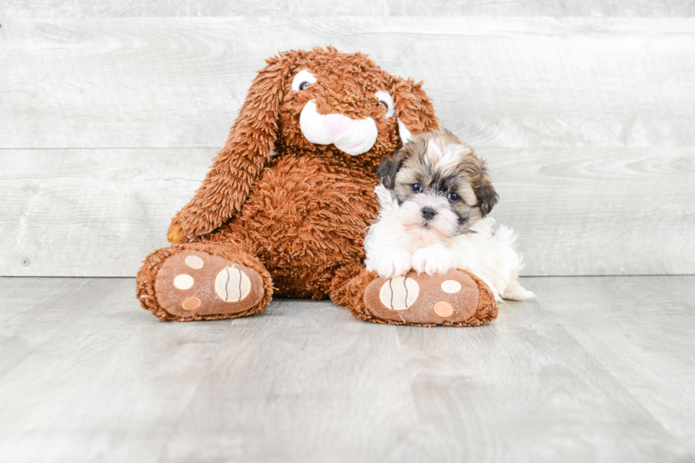 Hypoallergenic Havanese Baby