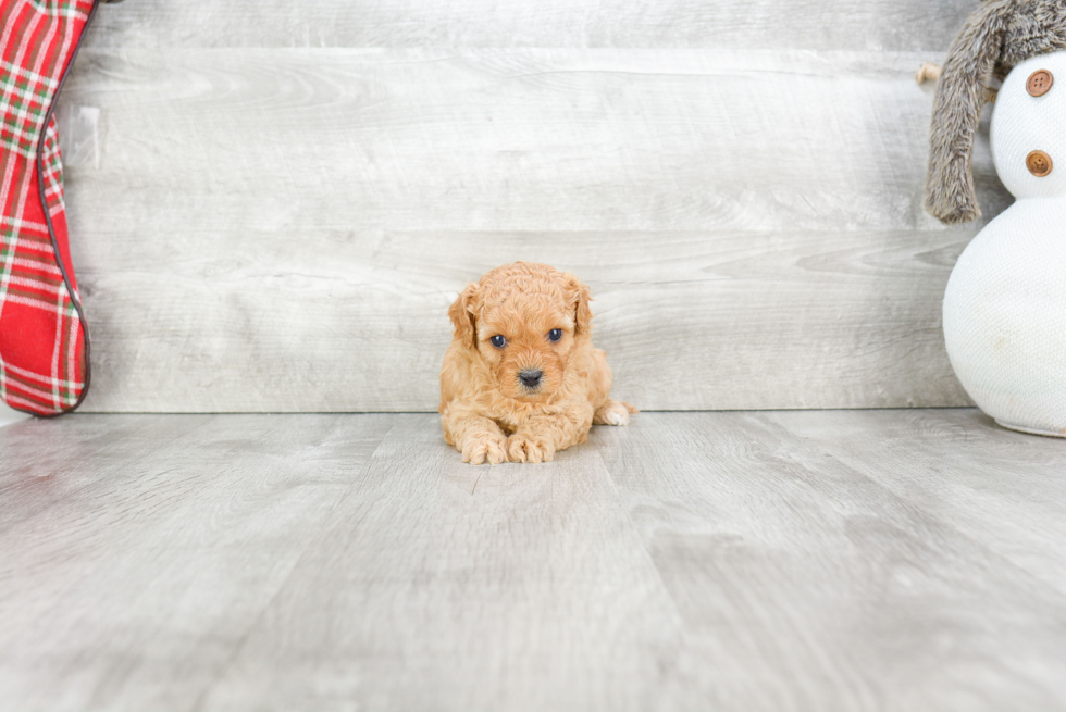 Sweet Cavapoo Baby