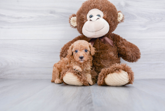 Playful Poodle Purebred Pup