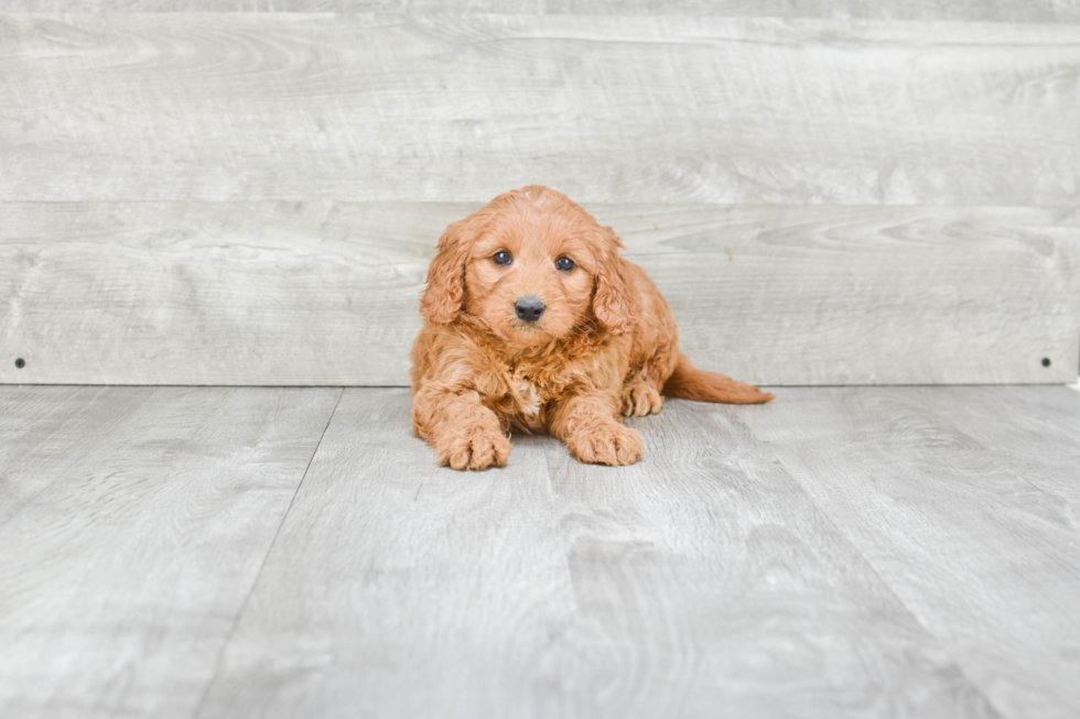 Mini Goldendoodle Pup Being Cute